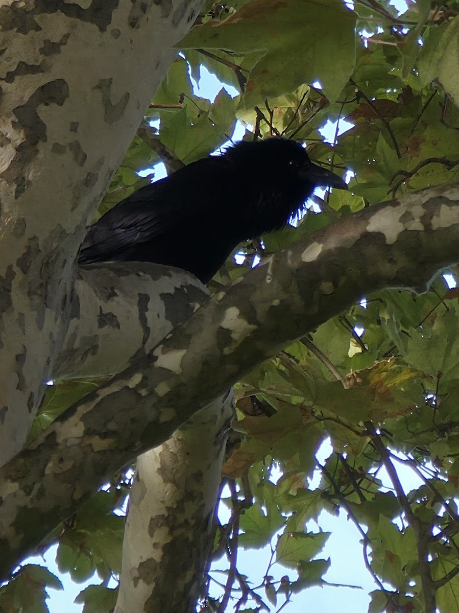 Common Raven - ML642720223