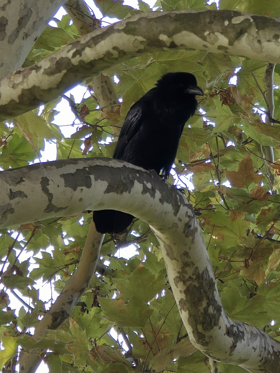 Common Raven - ML642720224