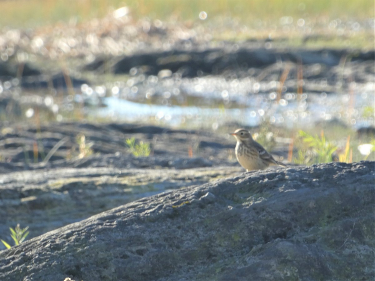 American Pipit - ML642720225