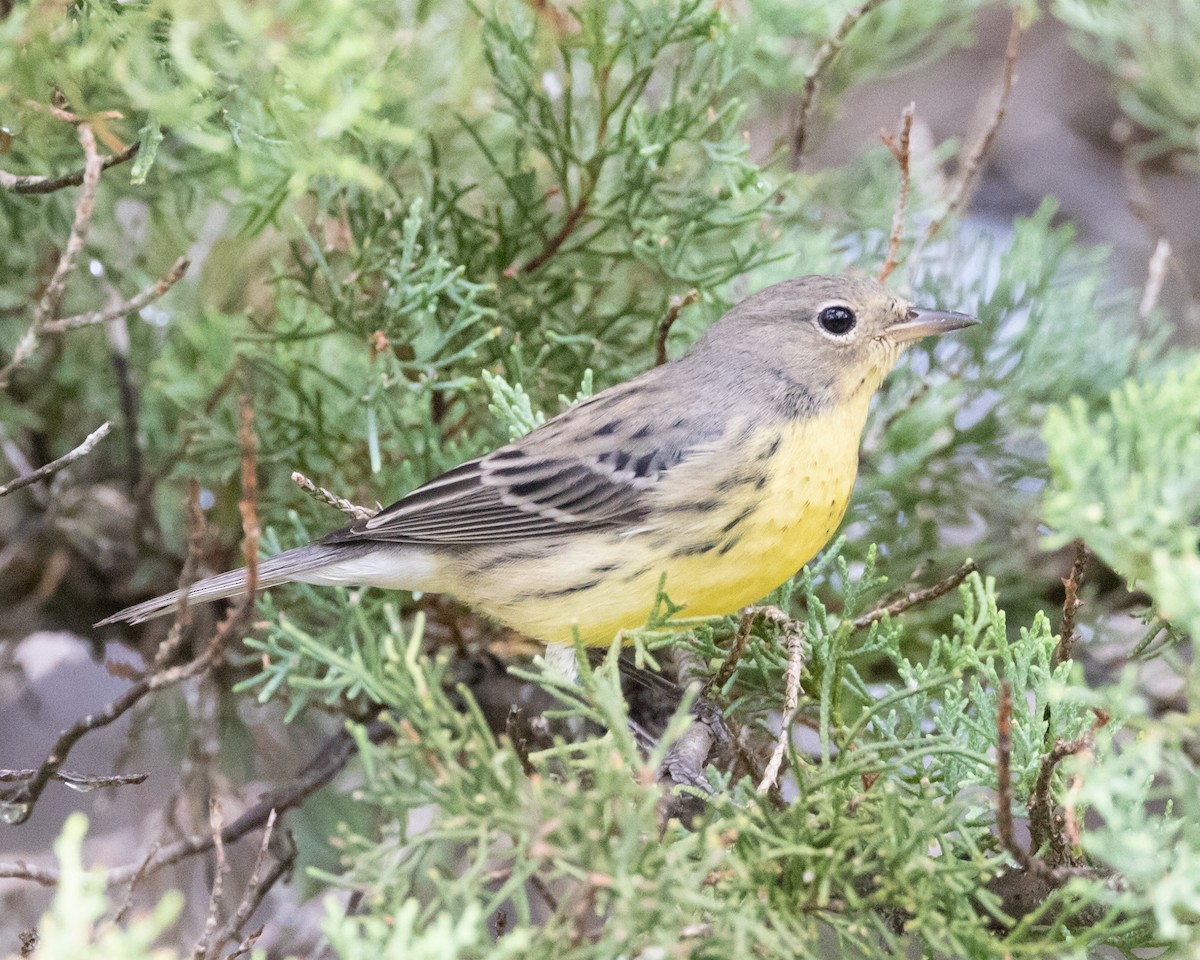 Kirtland's Warbler - ML642720237