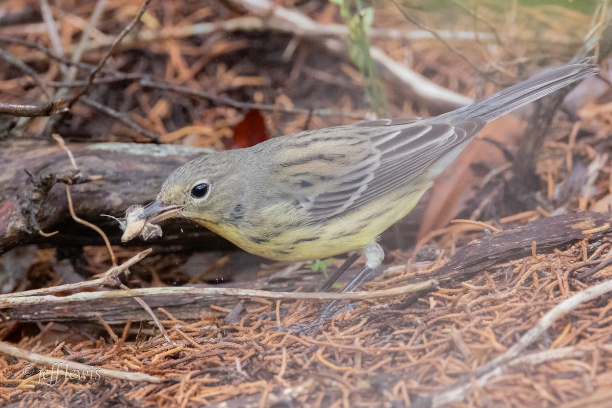 Kirtland's Warbler - ML642720243