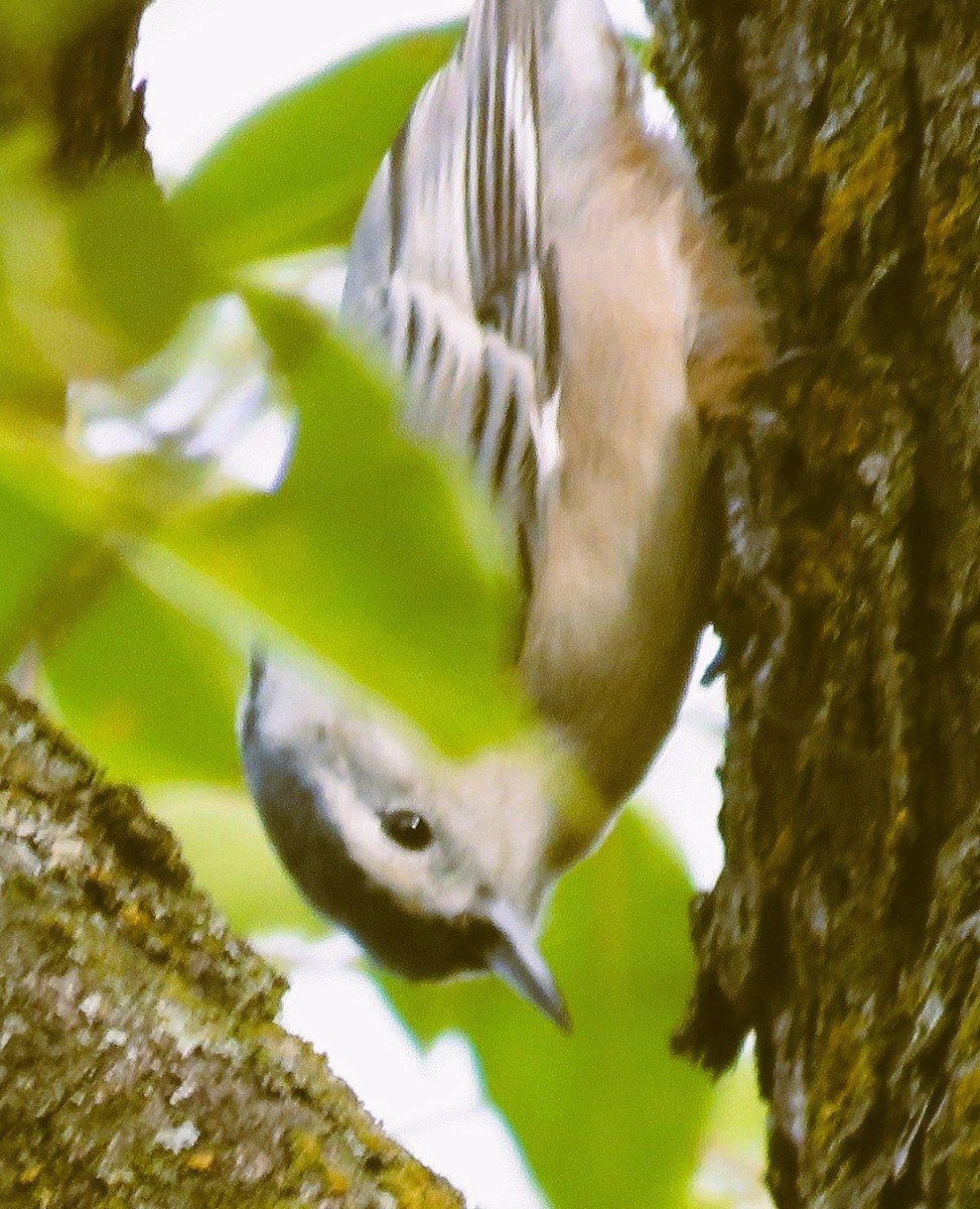 Red-breasted Nuthatch - ML642720259