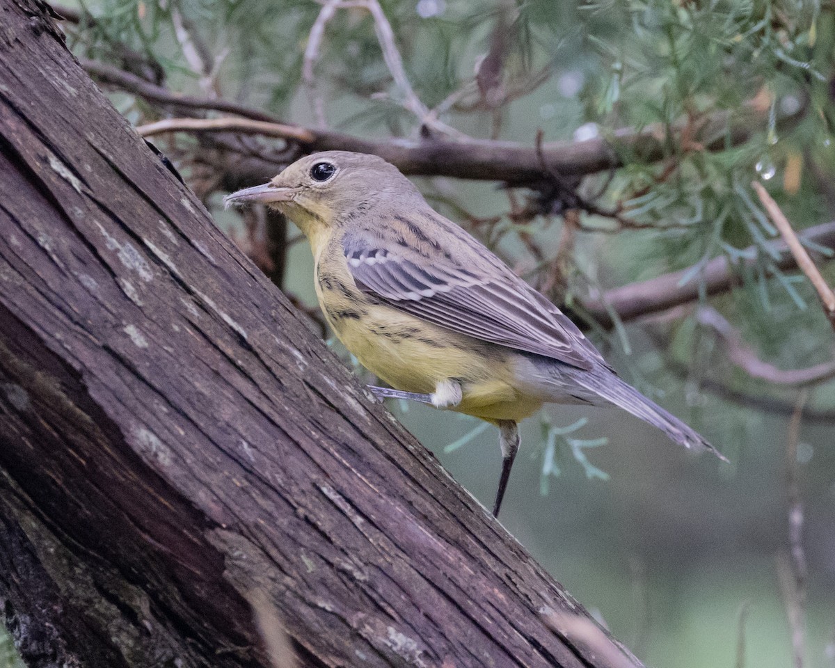 Kirtland's Warbler - ML642720261
