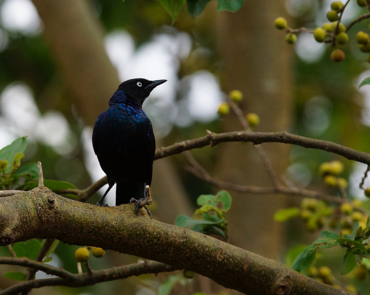 Rüppell's Starling - ML642720271
