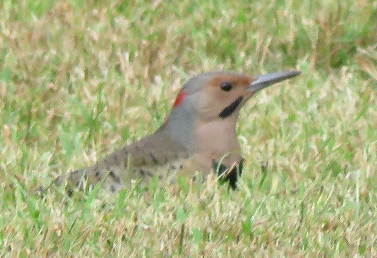 Northern Flicker - ML642720277