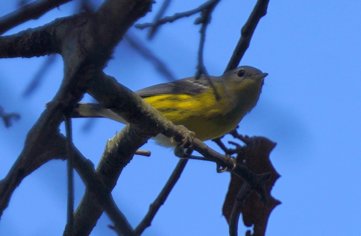 Magnolia Warbler - ML642720323
