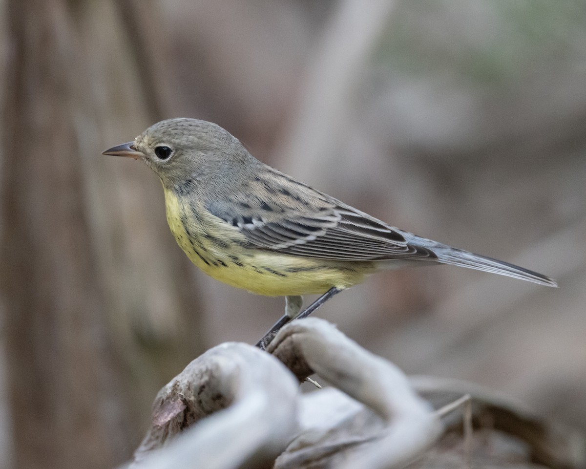 Kirtland's Warbler - ML642720328