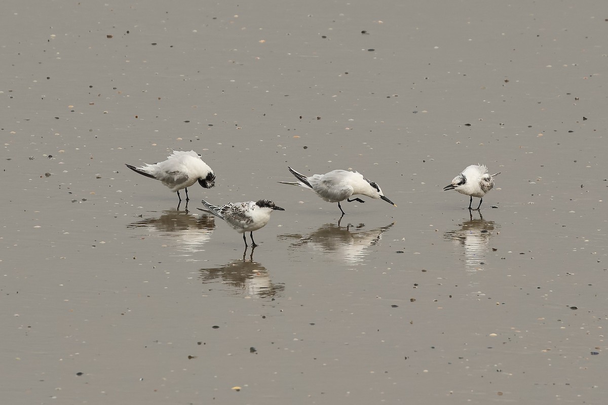 Txenada hankabeltza (eurasiarra) - ML642720335