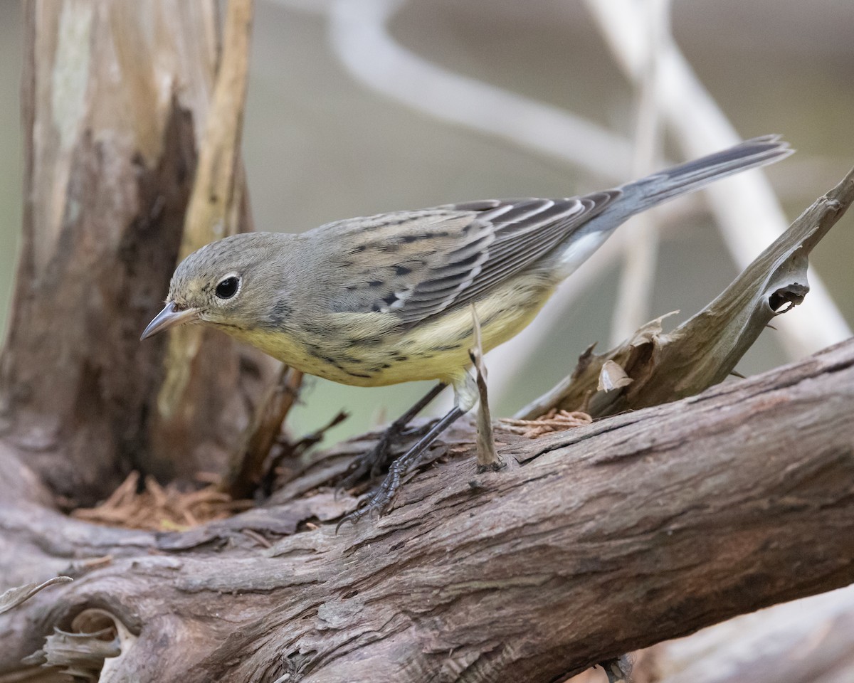 Kirtland's Warbler - ML642720338