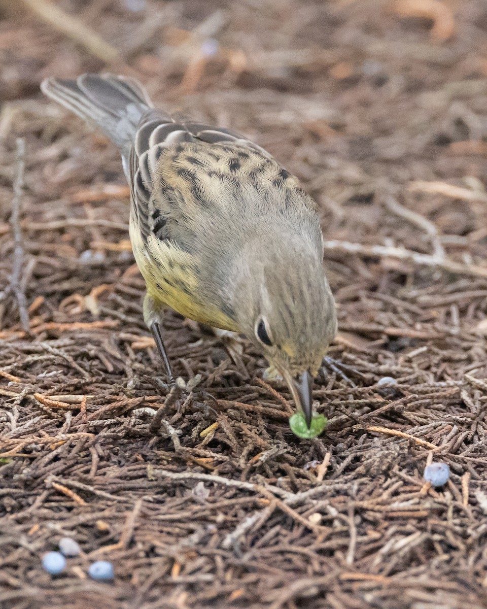 Kirtland's Warbler - ML642720342
