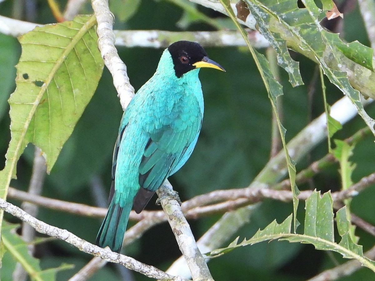Green Honeycreeper - ML642720344