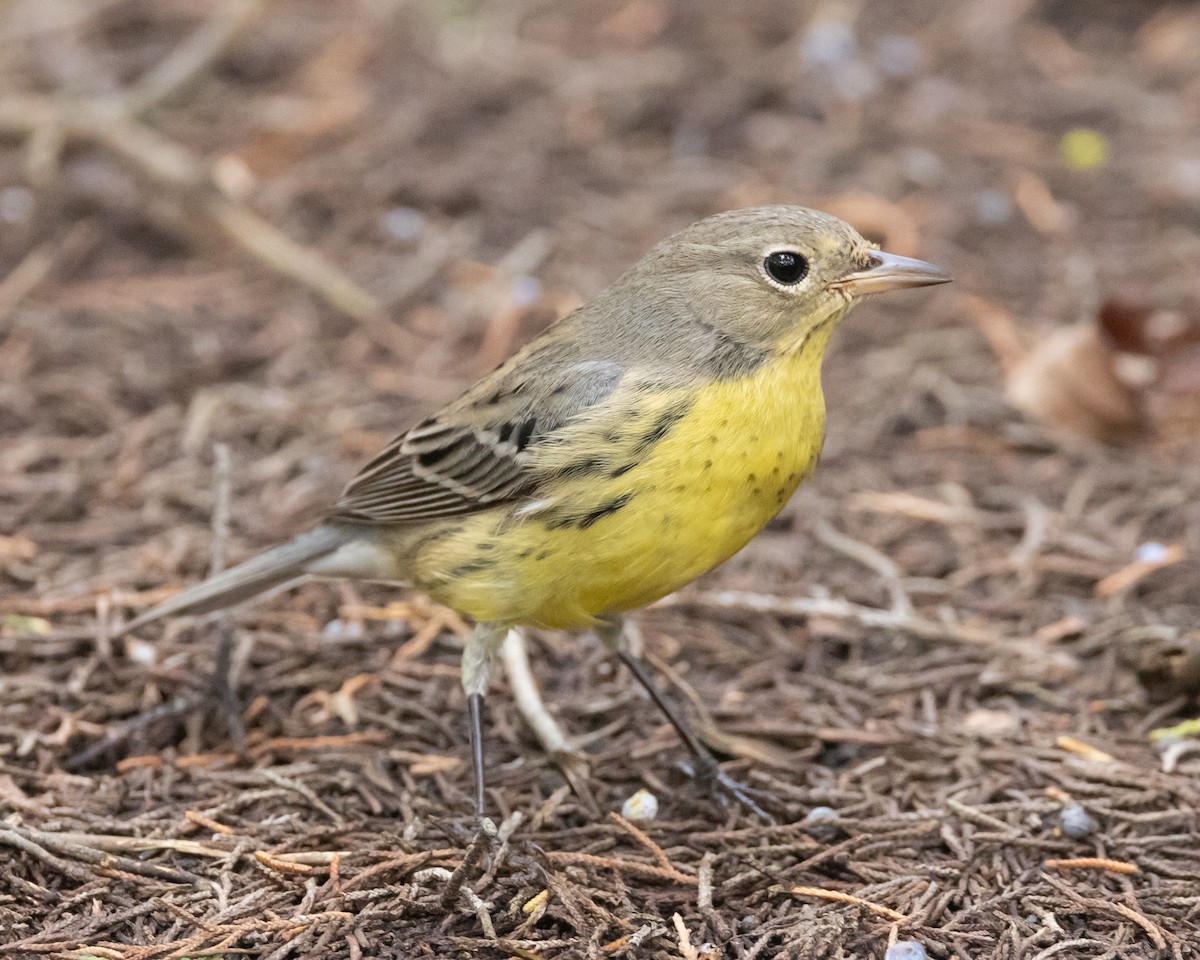 Kirtland's Warbler - ML642720345