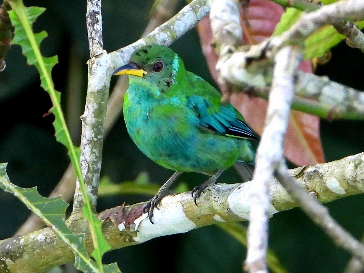 Green Honeycreeper - ML642720349