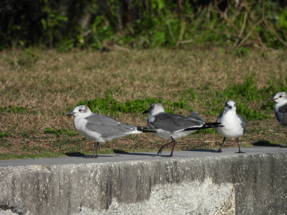 Laughing Gull - ML642720351