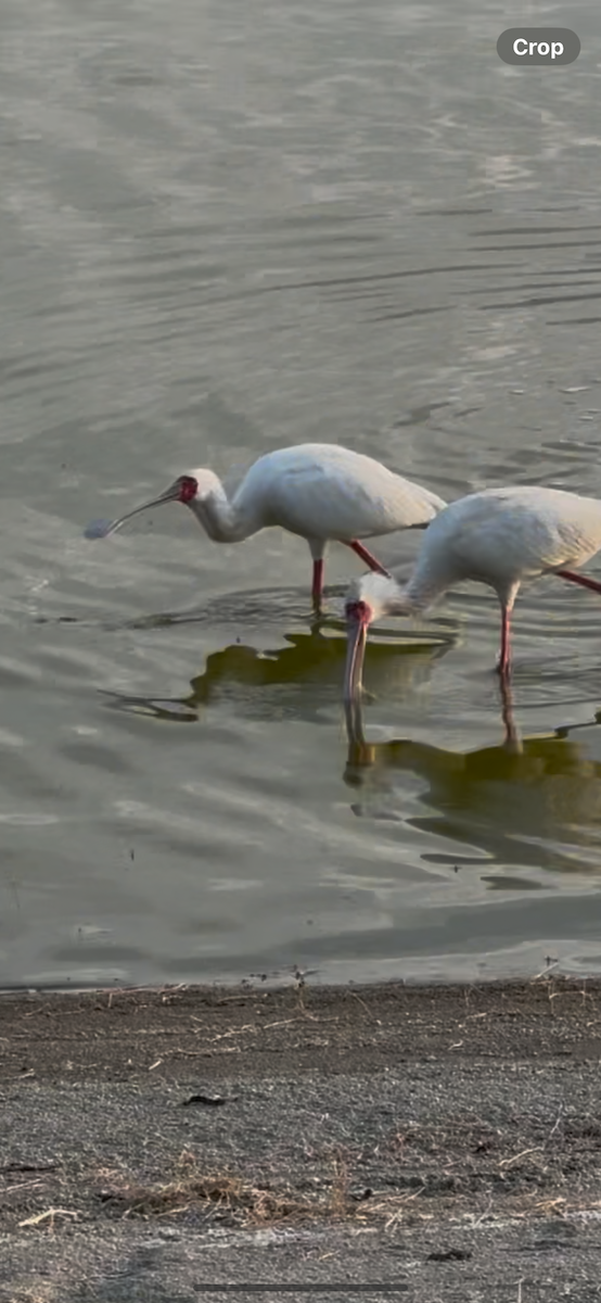African Spoonbill - ML642720353