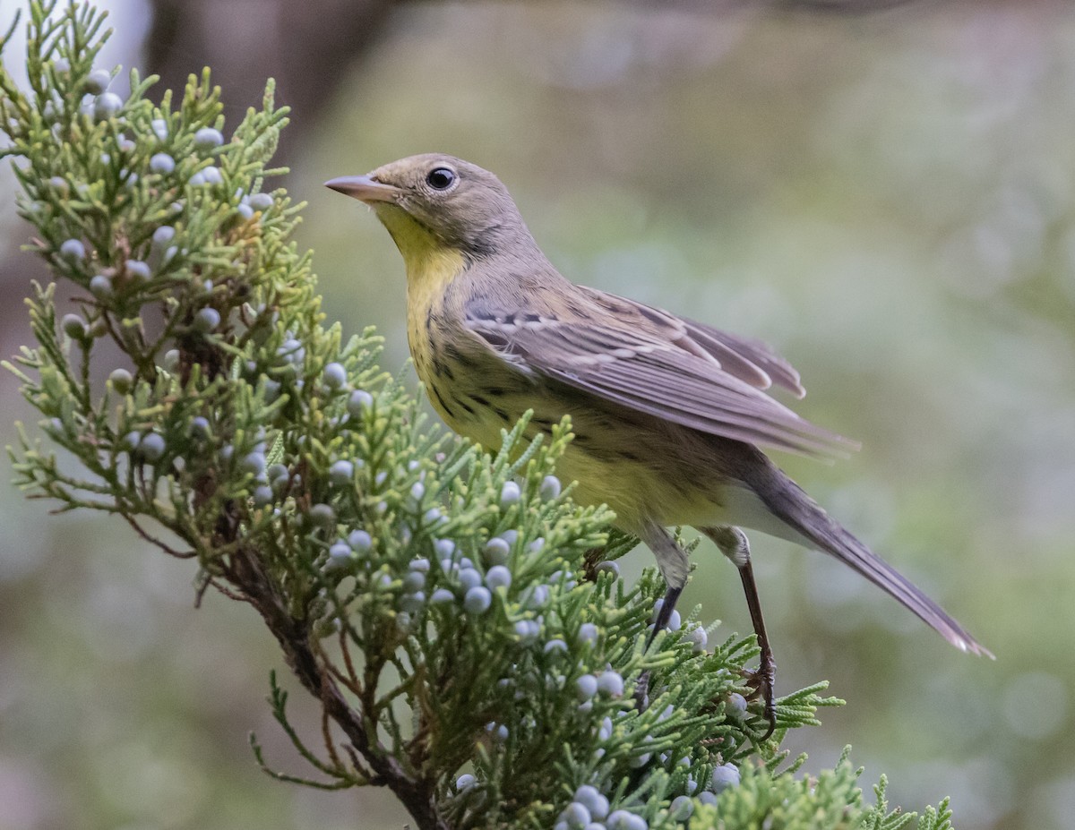 Kirtland's Warbler - ML642720357