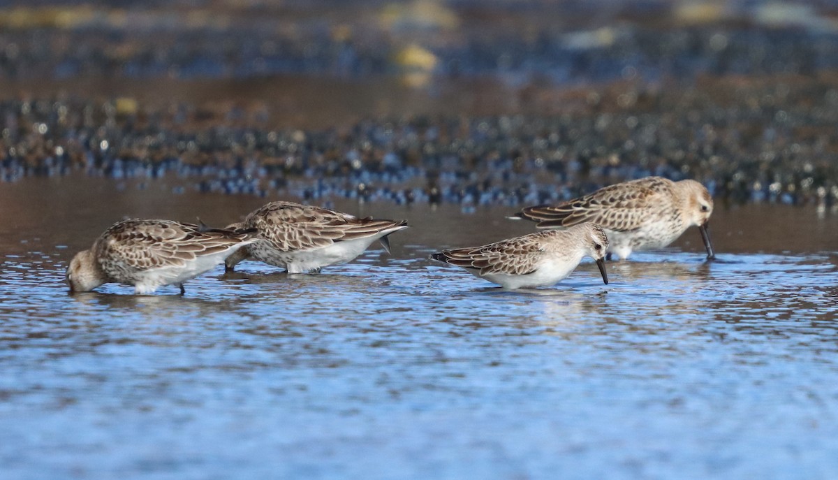 Semipalmated Sandpiper - ML642720363