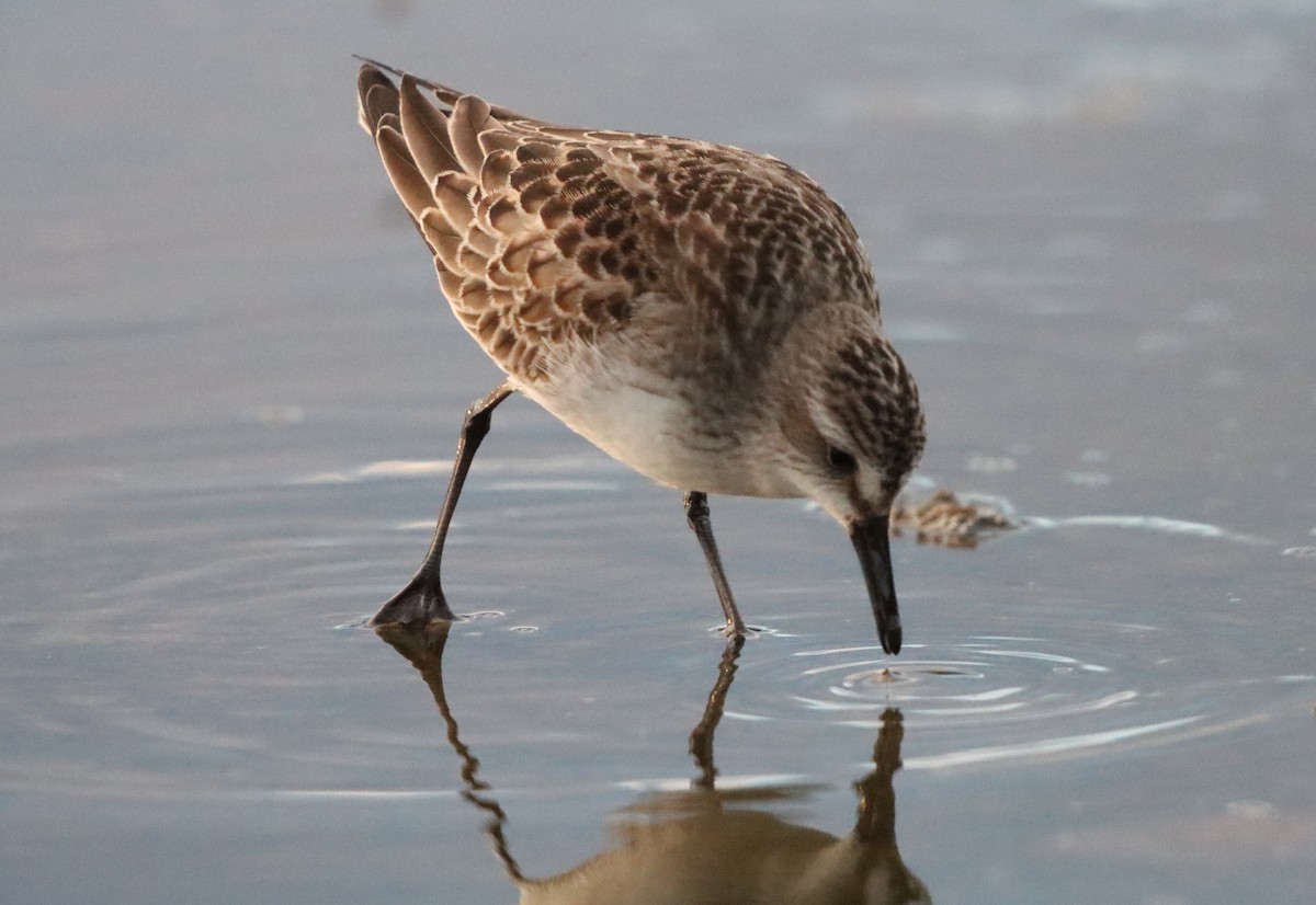 Semipalmated Sandpiper - ML642720364