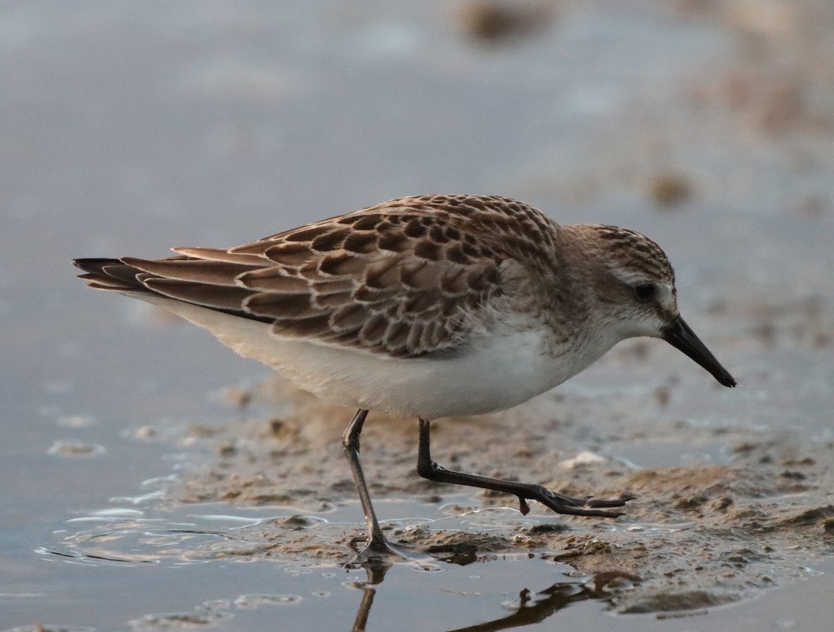 Semipalmated Sandpiper - ML642720365