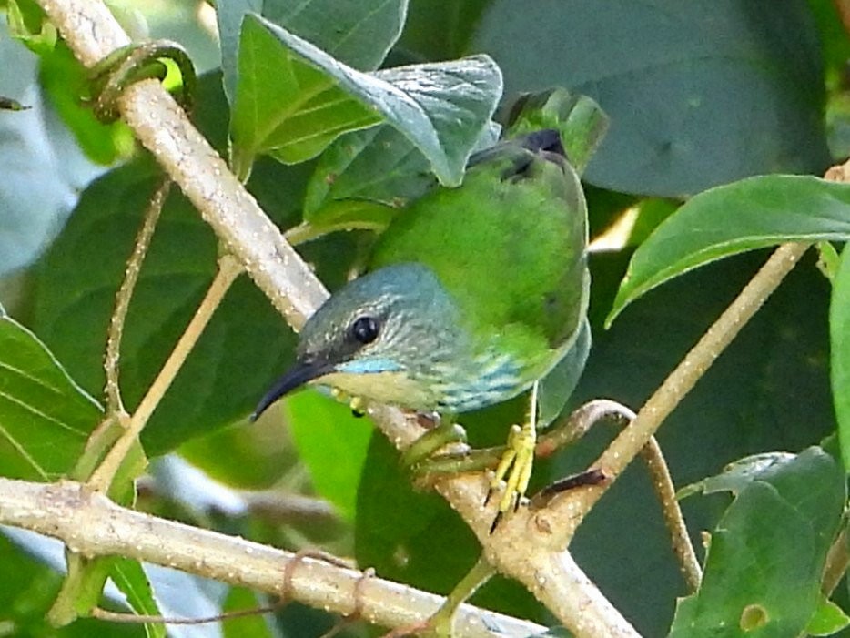 Shining Honeycreeper - ML642720367