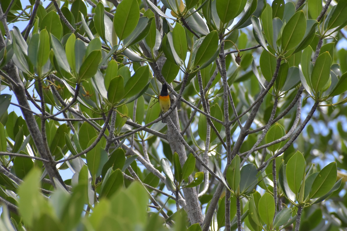 Palawan Sunbird - ML642720368
