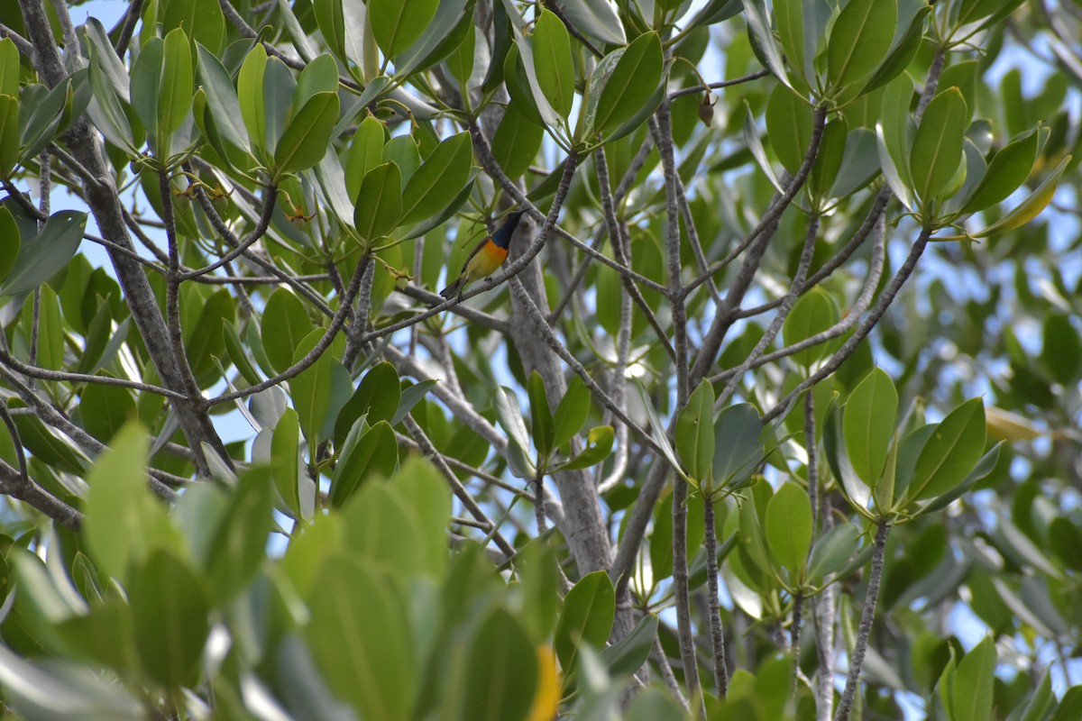 Palawan Sunbird - ML642720369