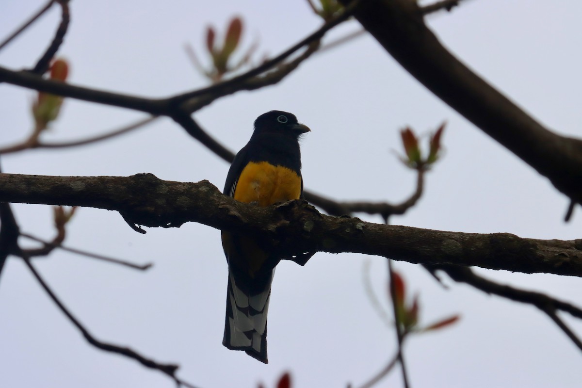 Green-backed Trogon - ML642720370