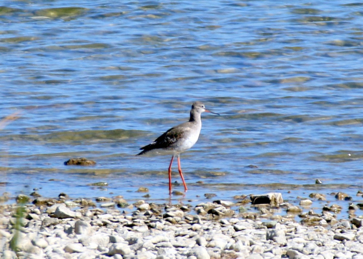Spotted Redshank - ML642720375