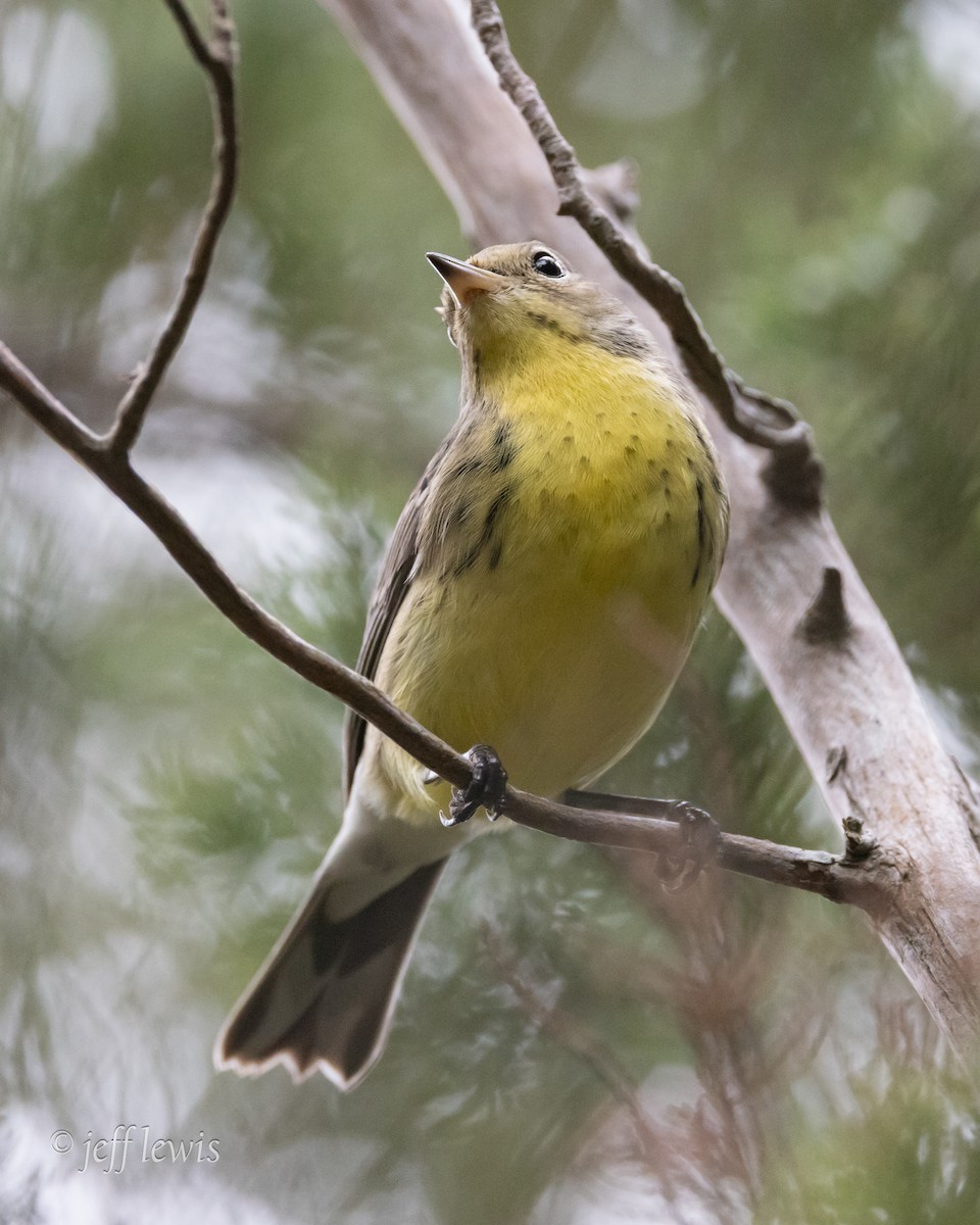 Kirtland's Warbler - ML642720377