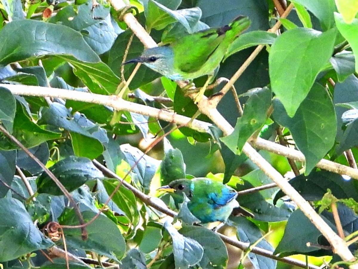 Shining Honeycreeper - ML642720386