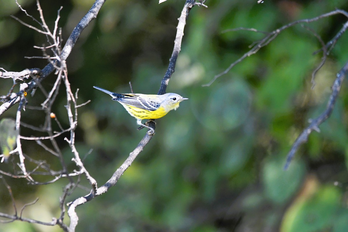 Magnolia Warbler - ML642720388