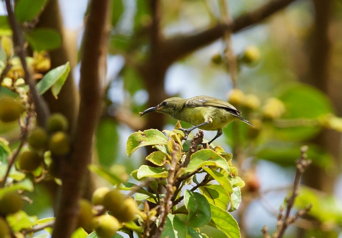 Variable Sunbird - ML642720393