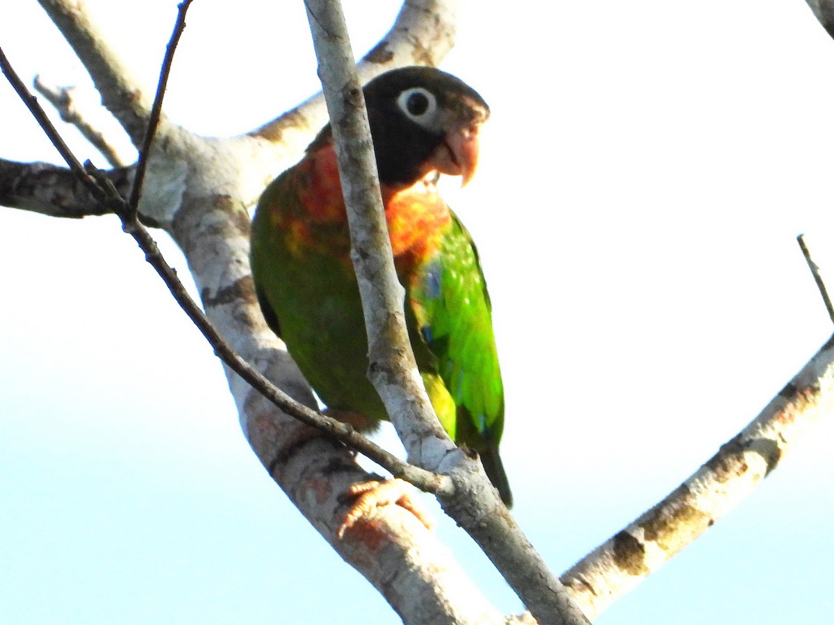 Brown-hooded Parrot - ML642720417
