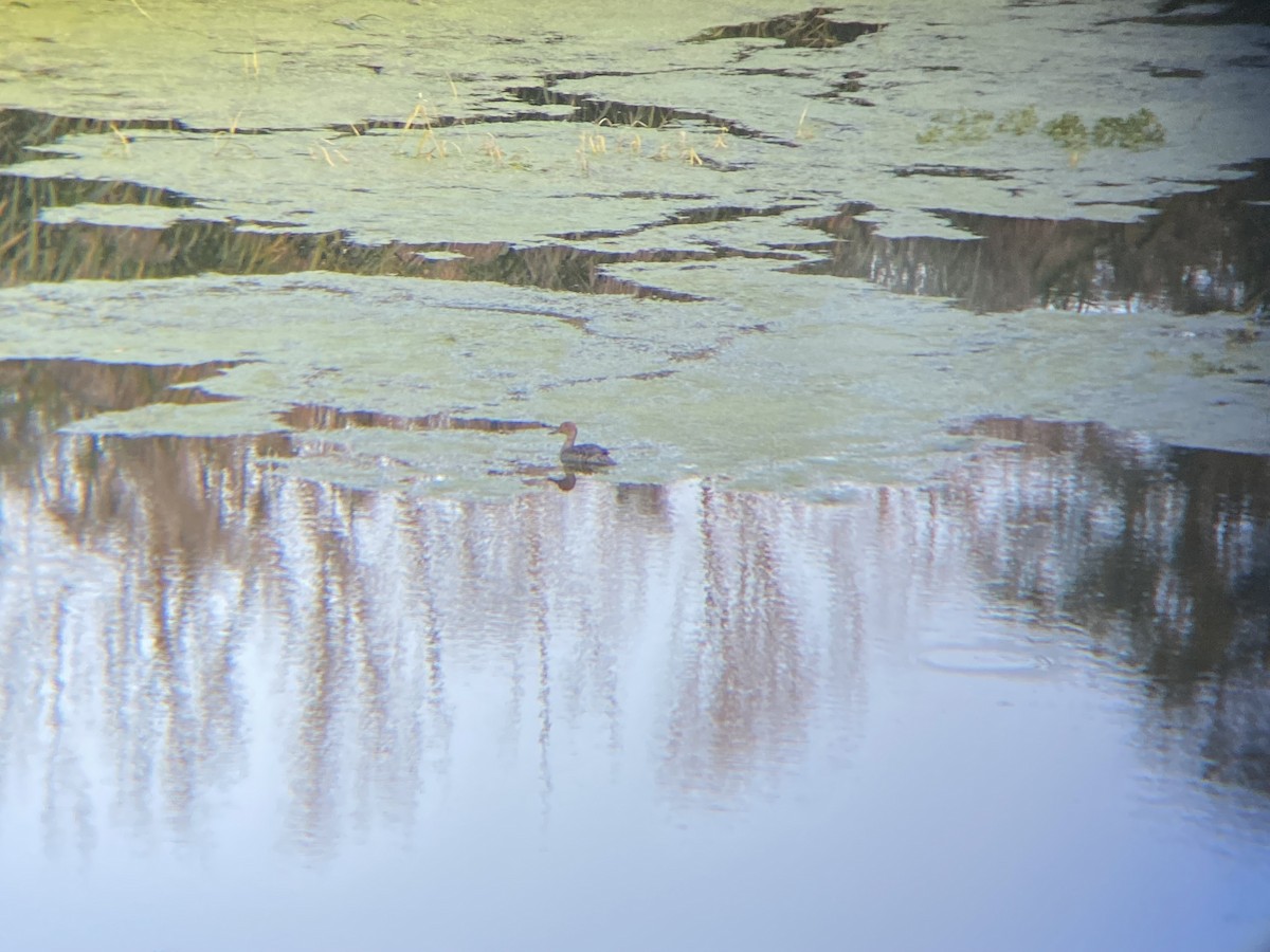 Northern Pintail - ML642720429