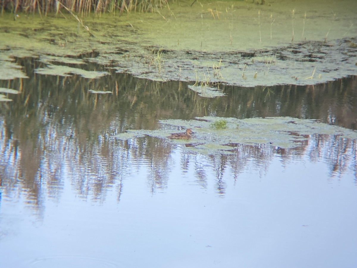 Northern Pintail - ML642720430