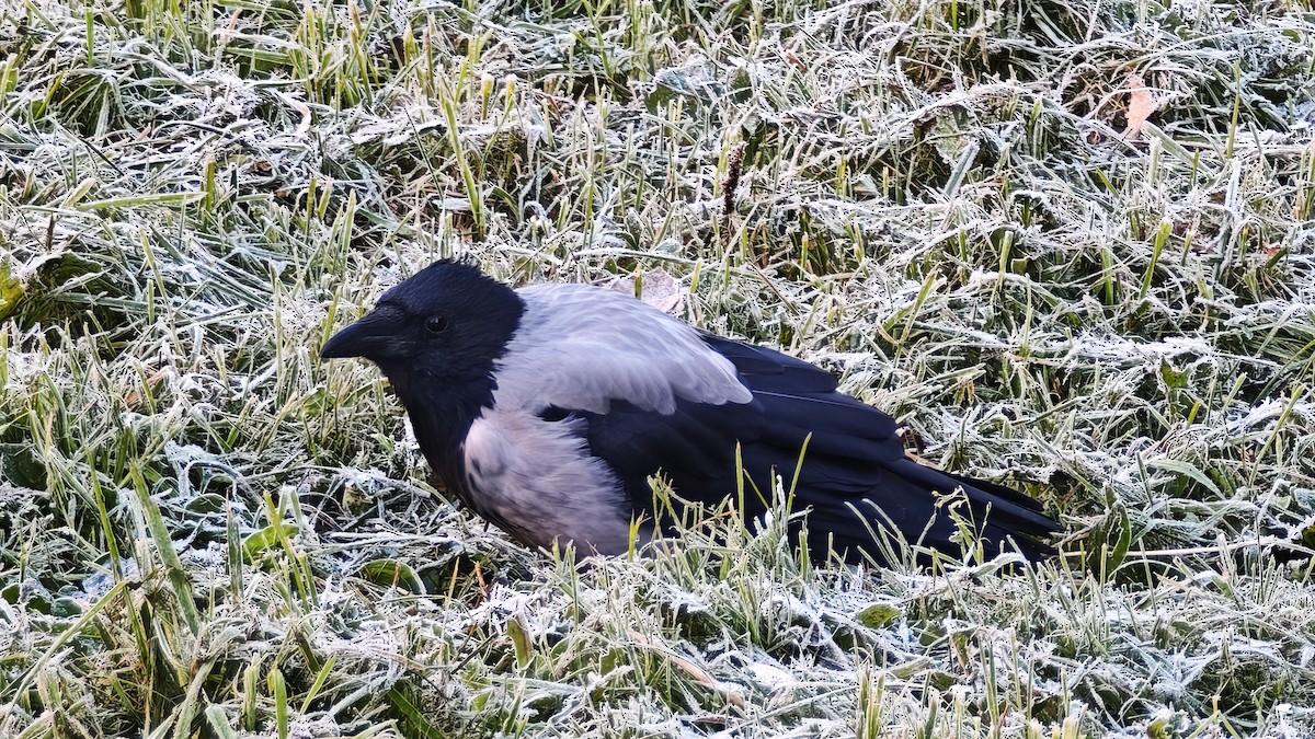 Hooded Crow - ML642720438