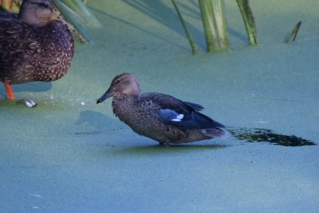 アカシマアジ - ML642720461