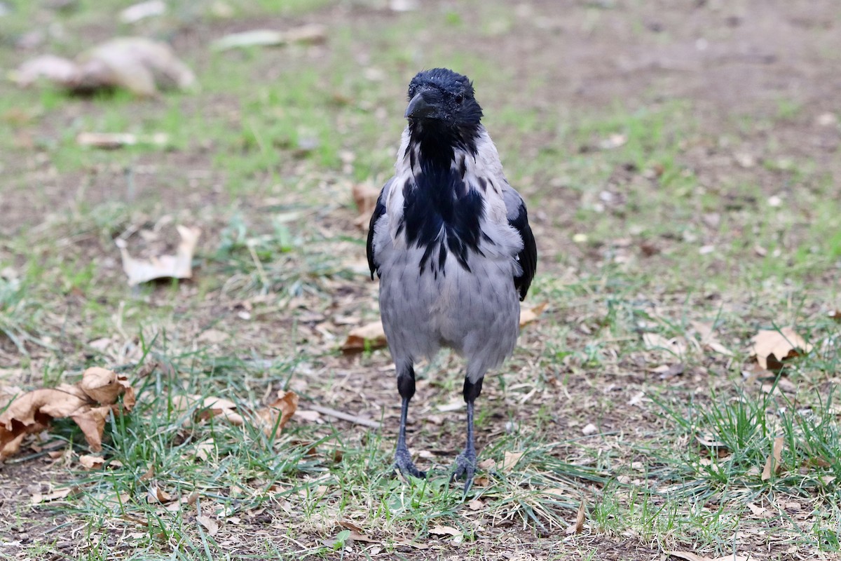 Hooded Crow - ML642720470