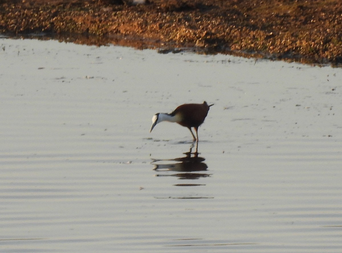 African Jacana - ML642720493