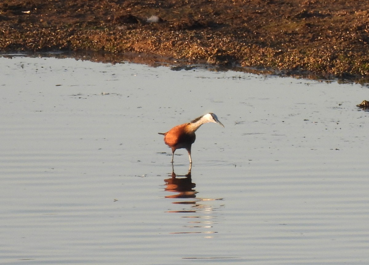 African Jacana - ML642720494