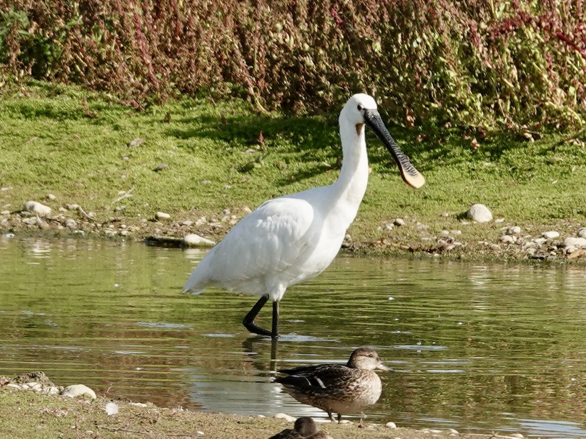 Eurasian Spoonbill - ML642720500