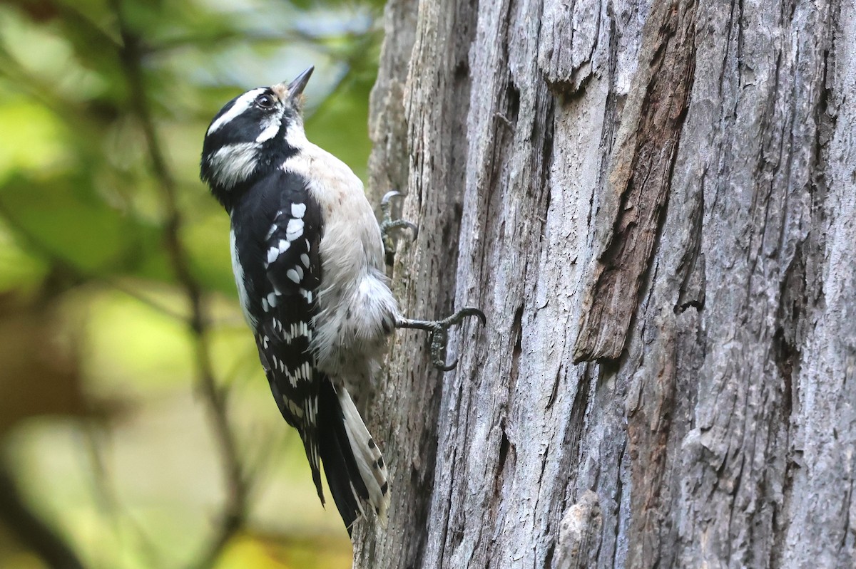Downy Woodpecker - ML642720516