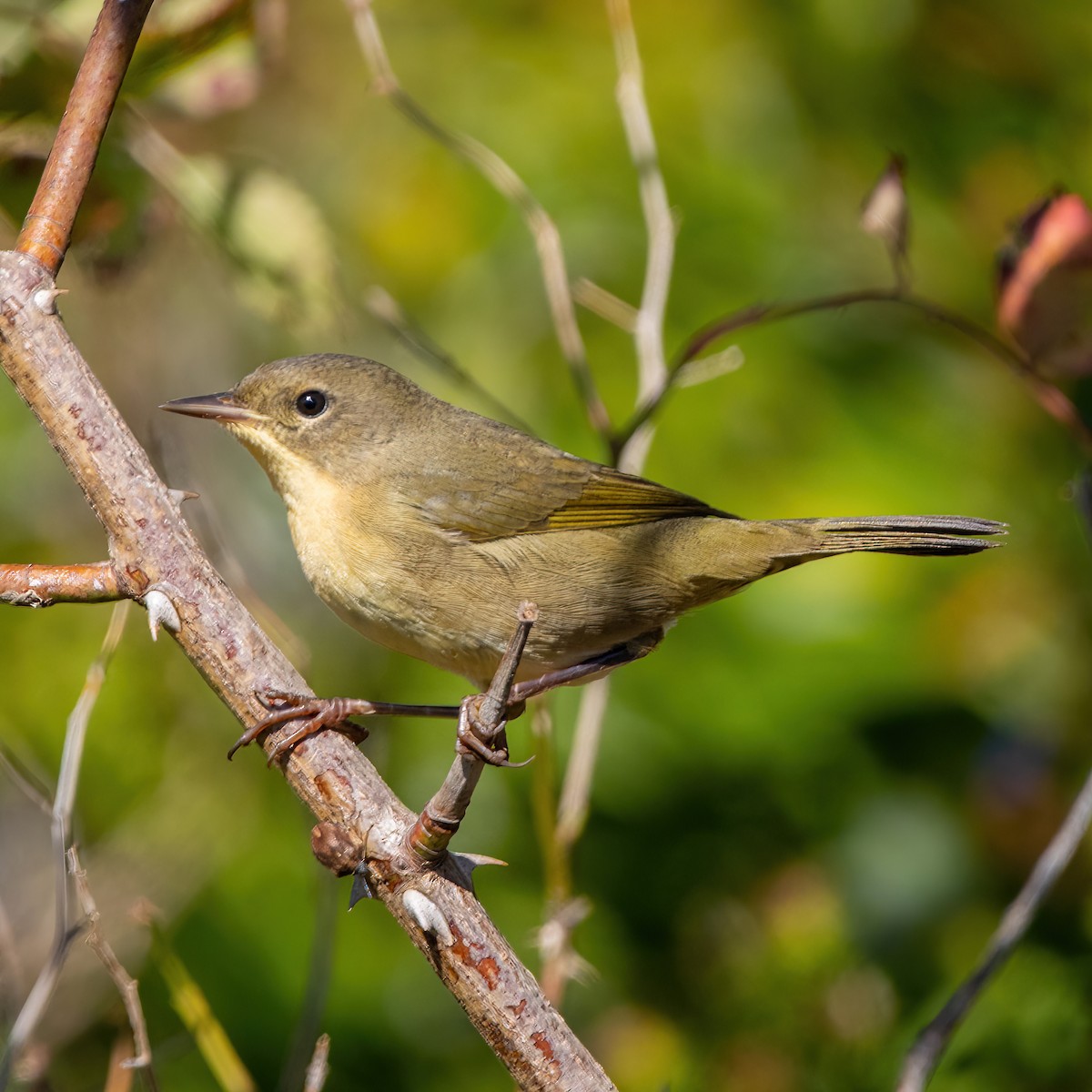 Common Yellowthroat - ML642720524