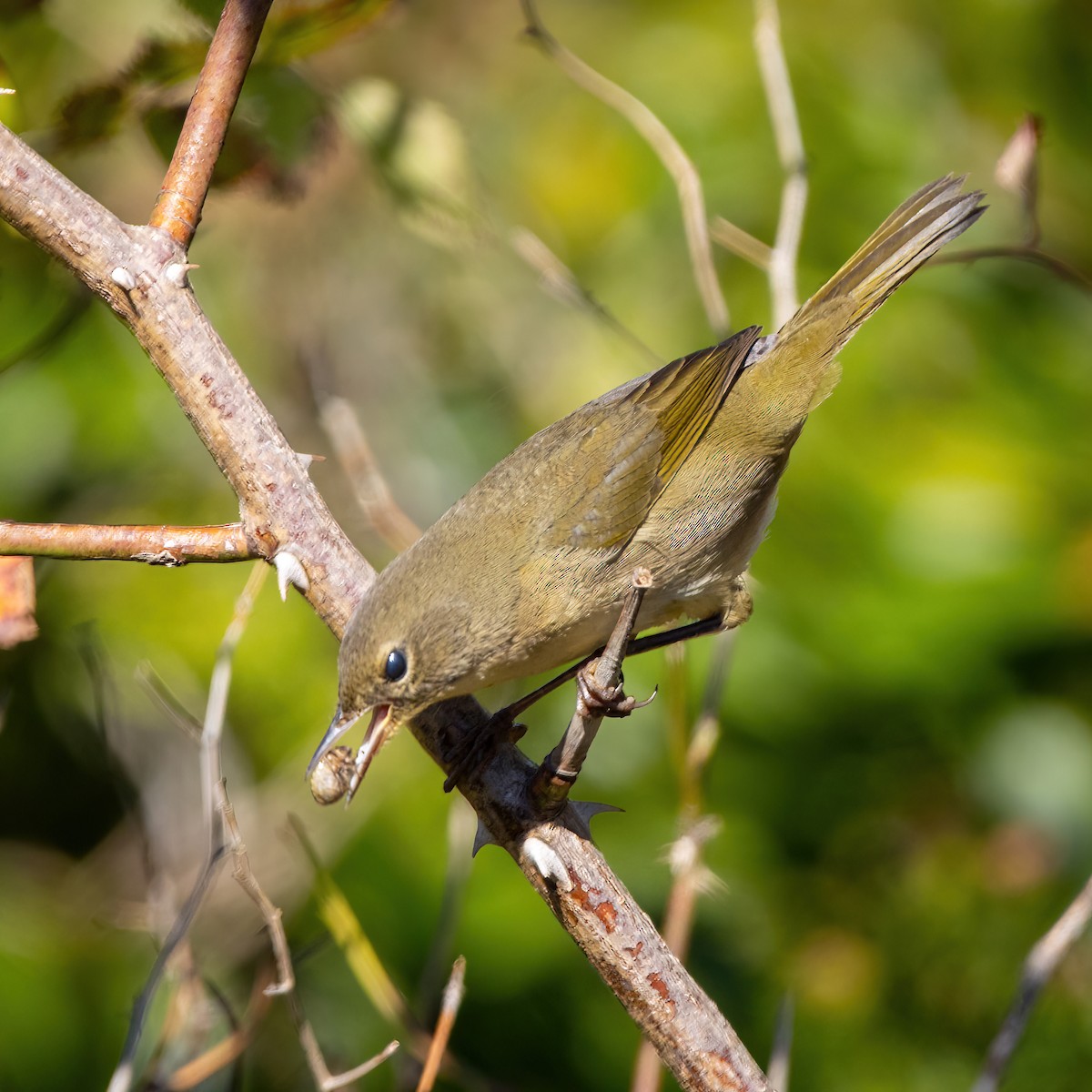 Common Yellowthroat - ML642720525