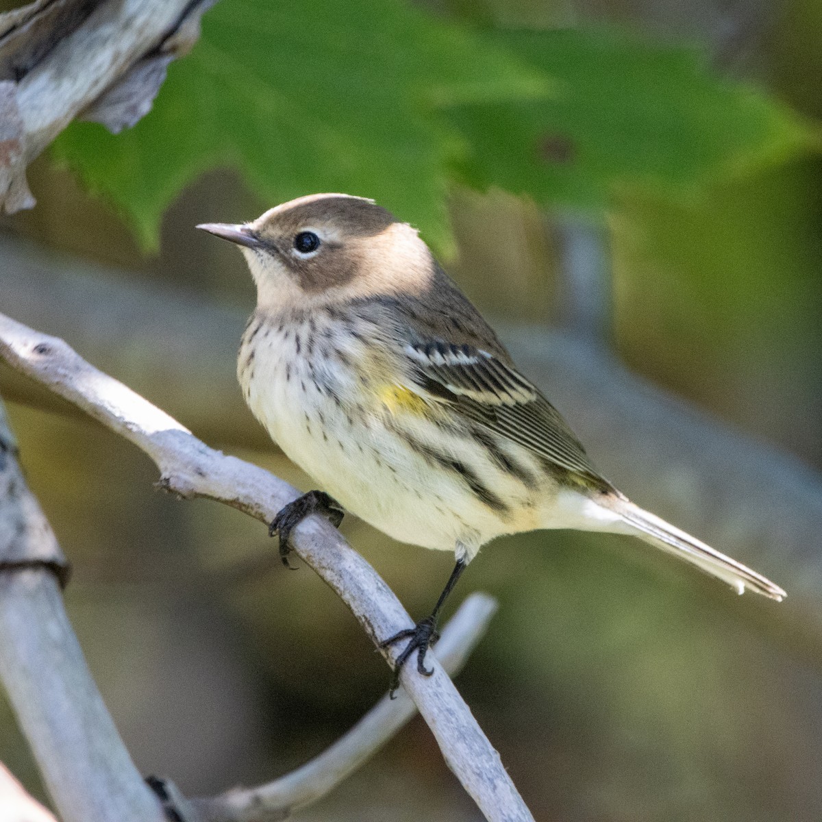 Yellow-rumped Warbler - ML642720532
