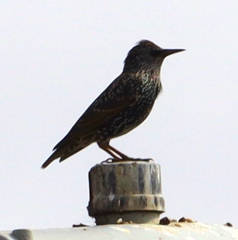 European Starling - ML642720543