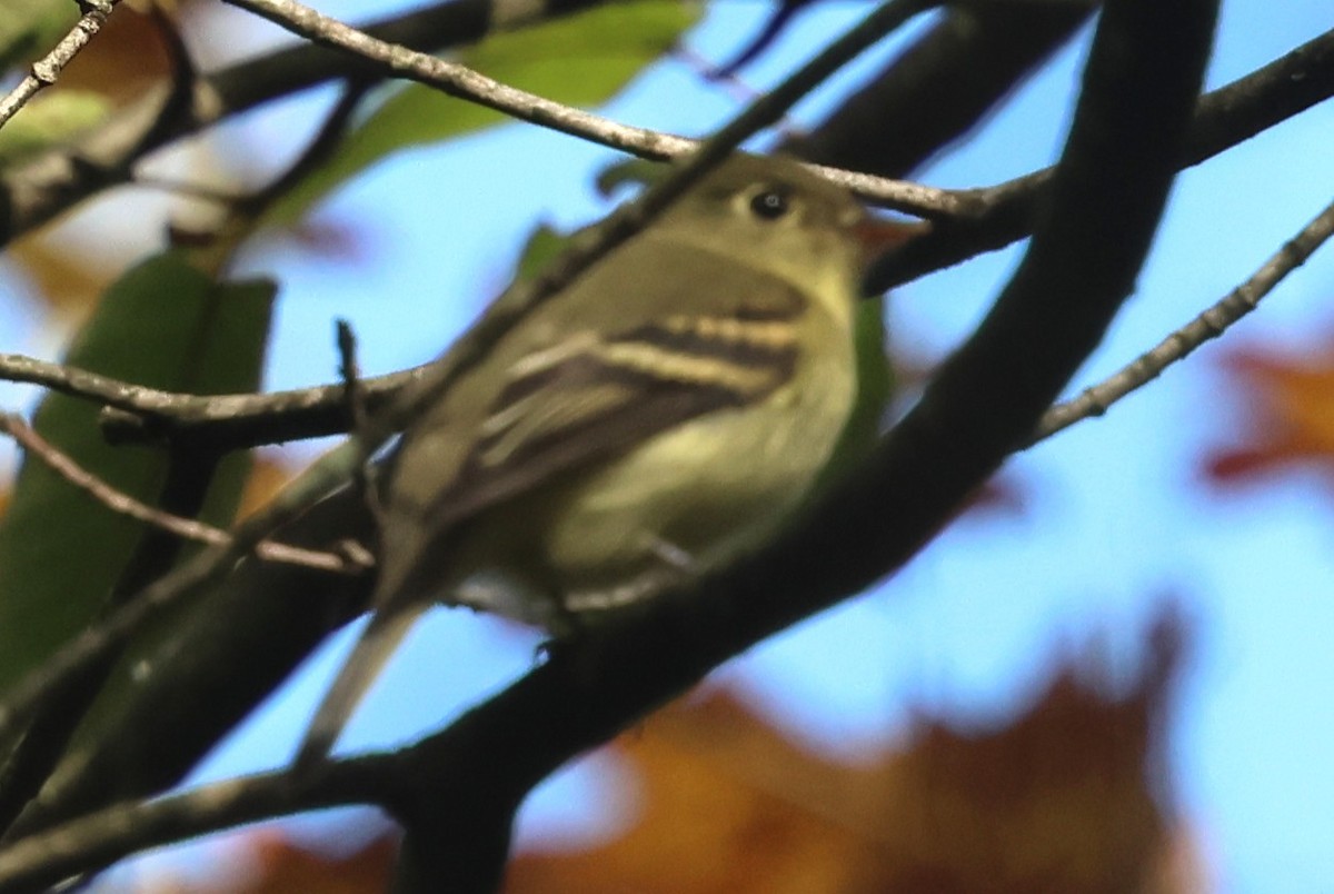 Yellow-bellied Flycatcher - ML642720544