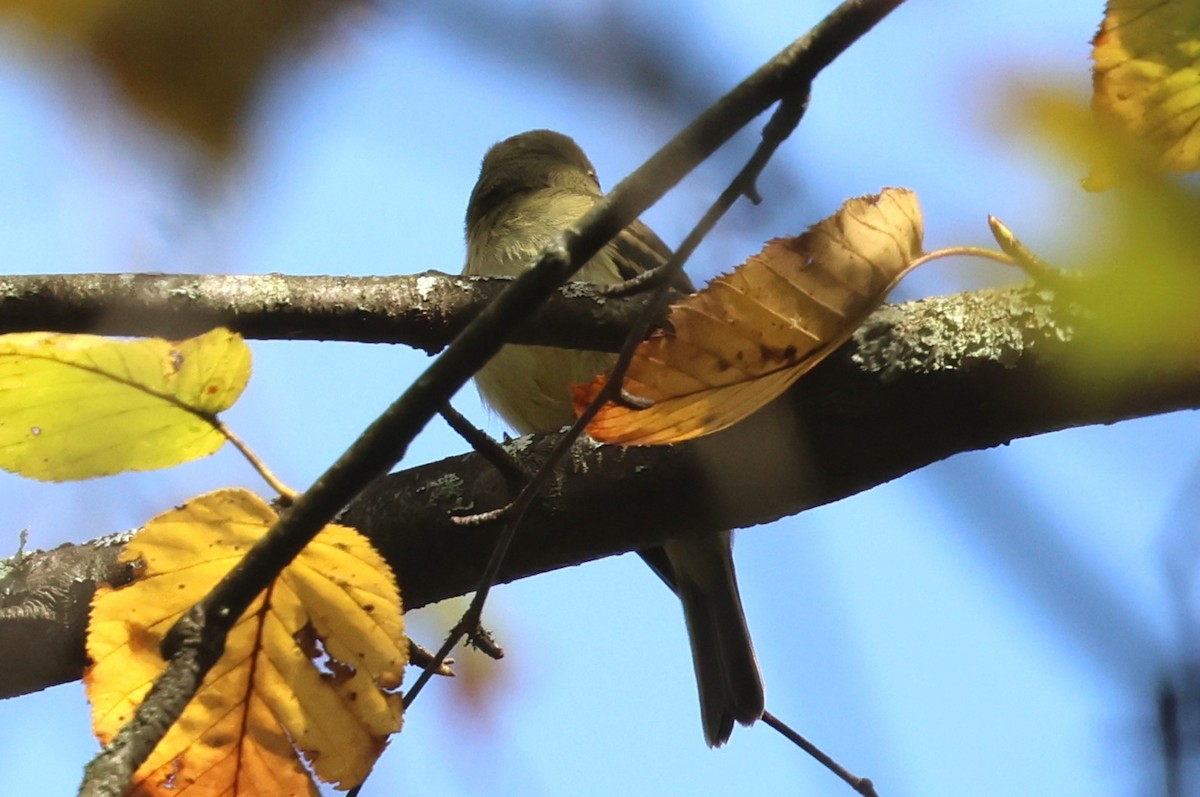 Yellow-bellied Flycatcher - ML642720545