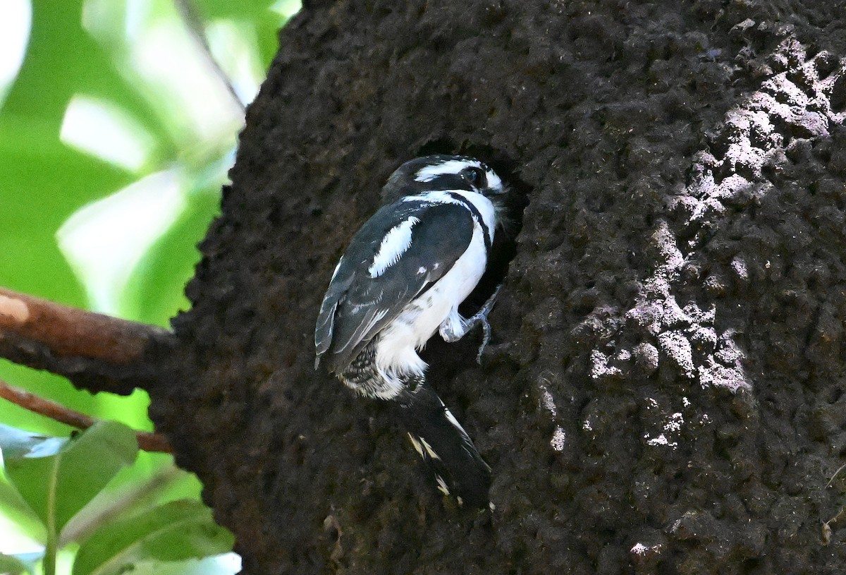 Pied Puffbird - ML642720547