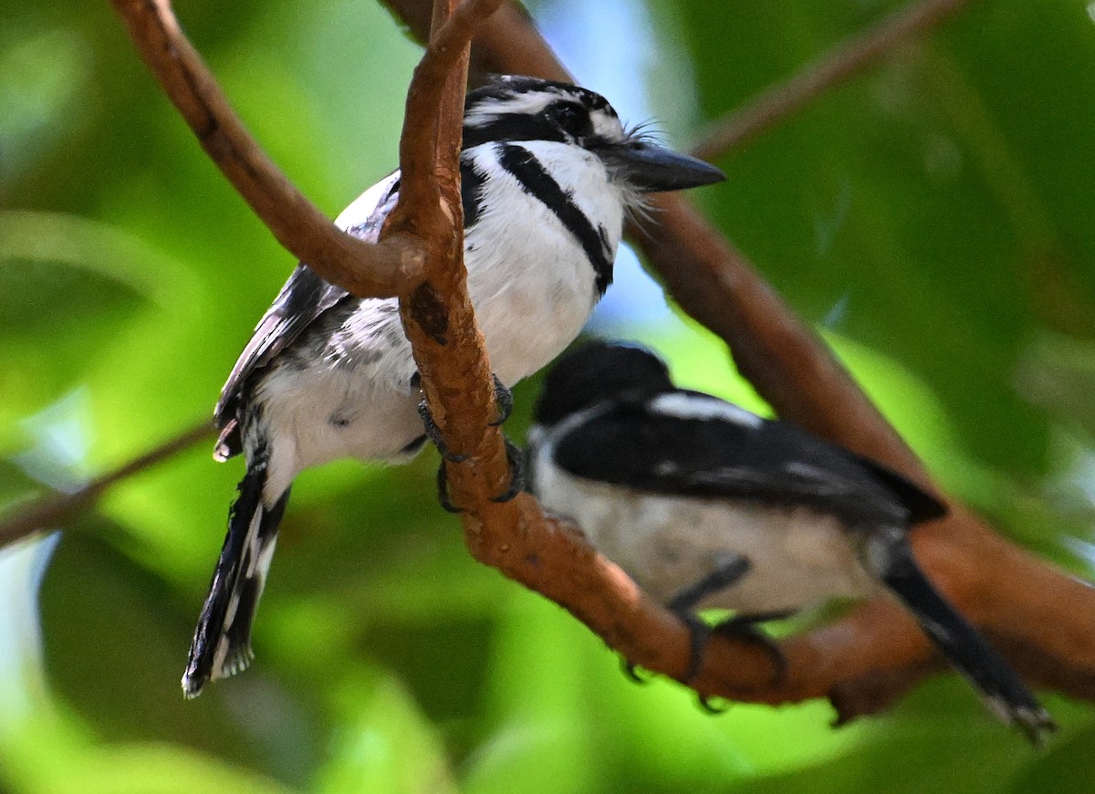 Pied Puffbird - ML642720548